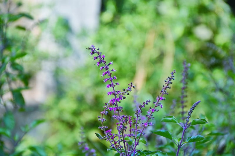 Thai Basil